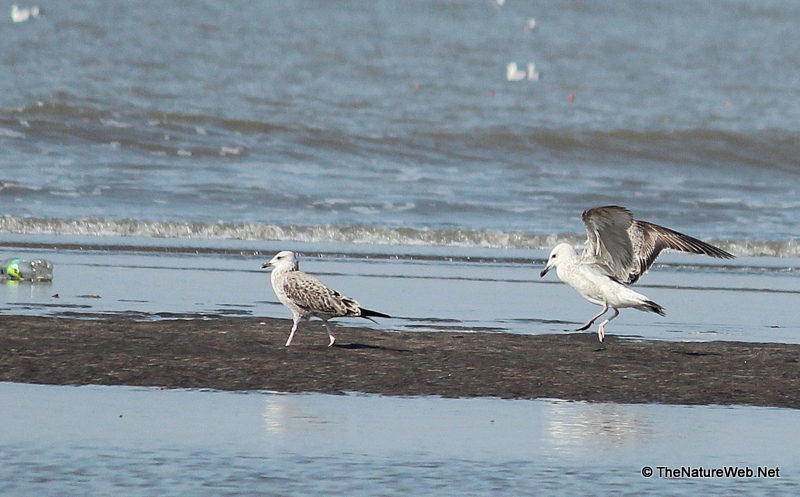 Heuglin's Gull
